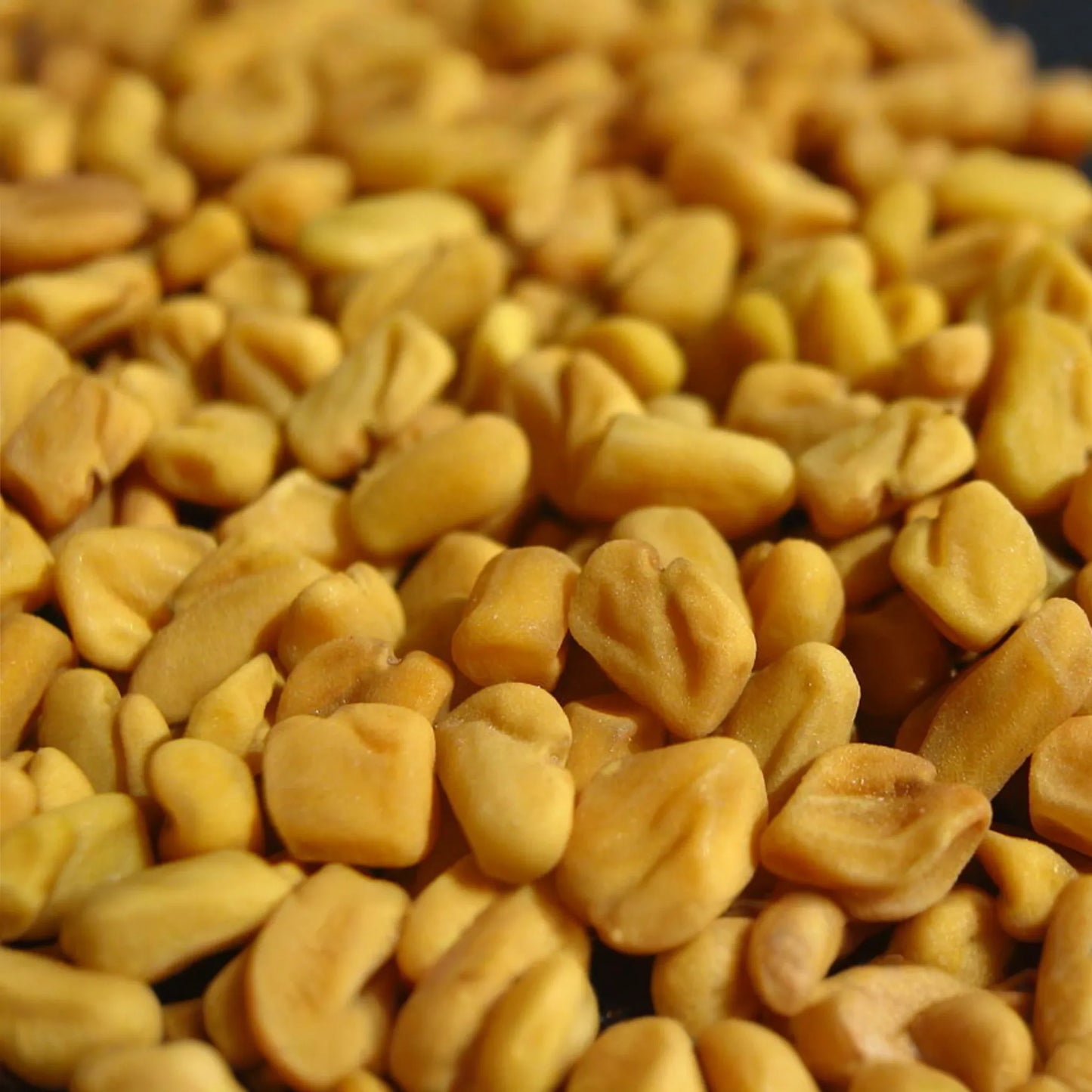 Fenugreek Seeds 50 PCS G85 Trigonella Foenum-Graecum Culinary Herb Annual Plant