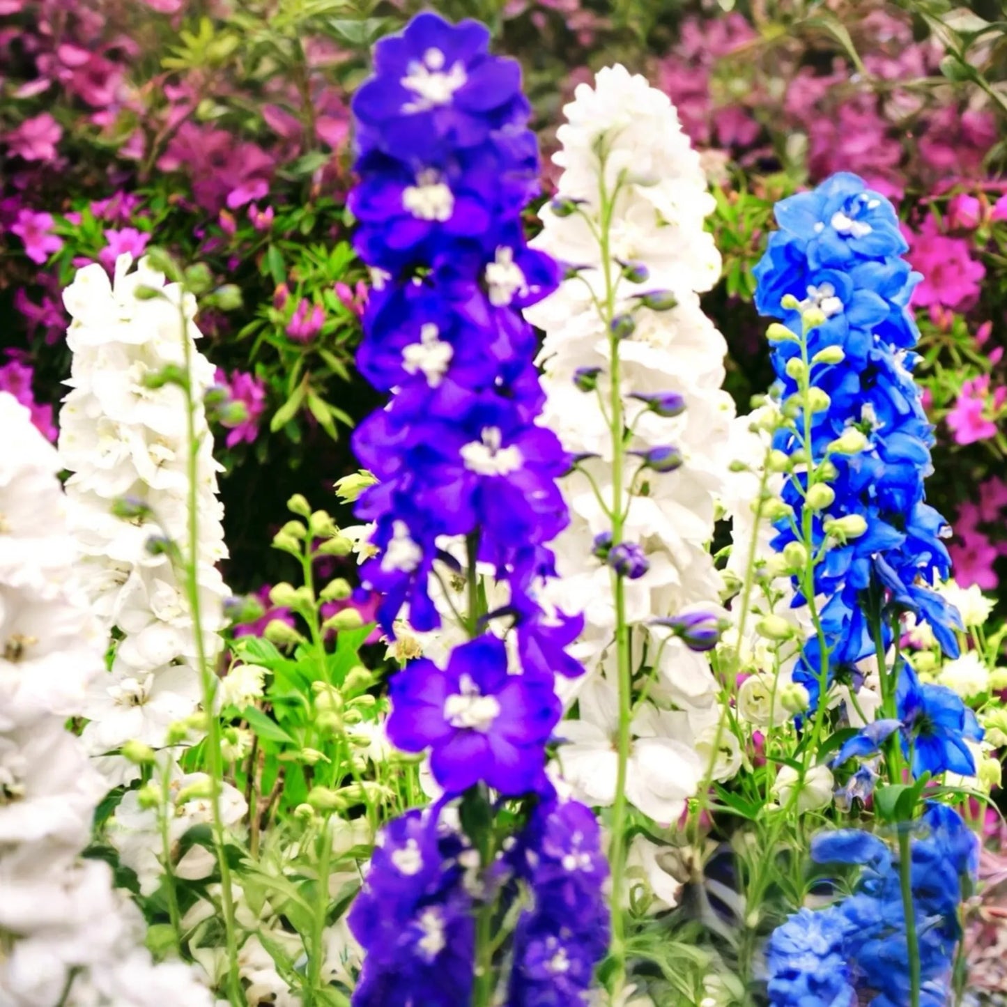 80 PCS Dwarf Hyacinth Ajacis Larkspur Seeds, Mixed Colors, Early Blooming Annual Flower, Ajacis Hyacinthus