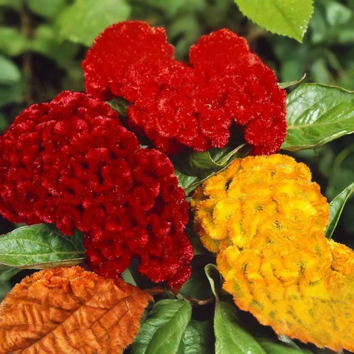 Green Cockscomb Seeds, 30 Seeds, Celosia Cristata, Annual Flower, Green Bloom, Full Sun, USDA Zones 3-10