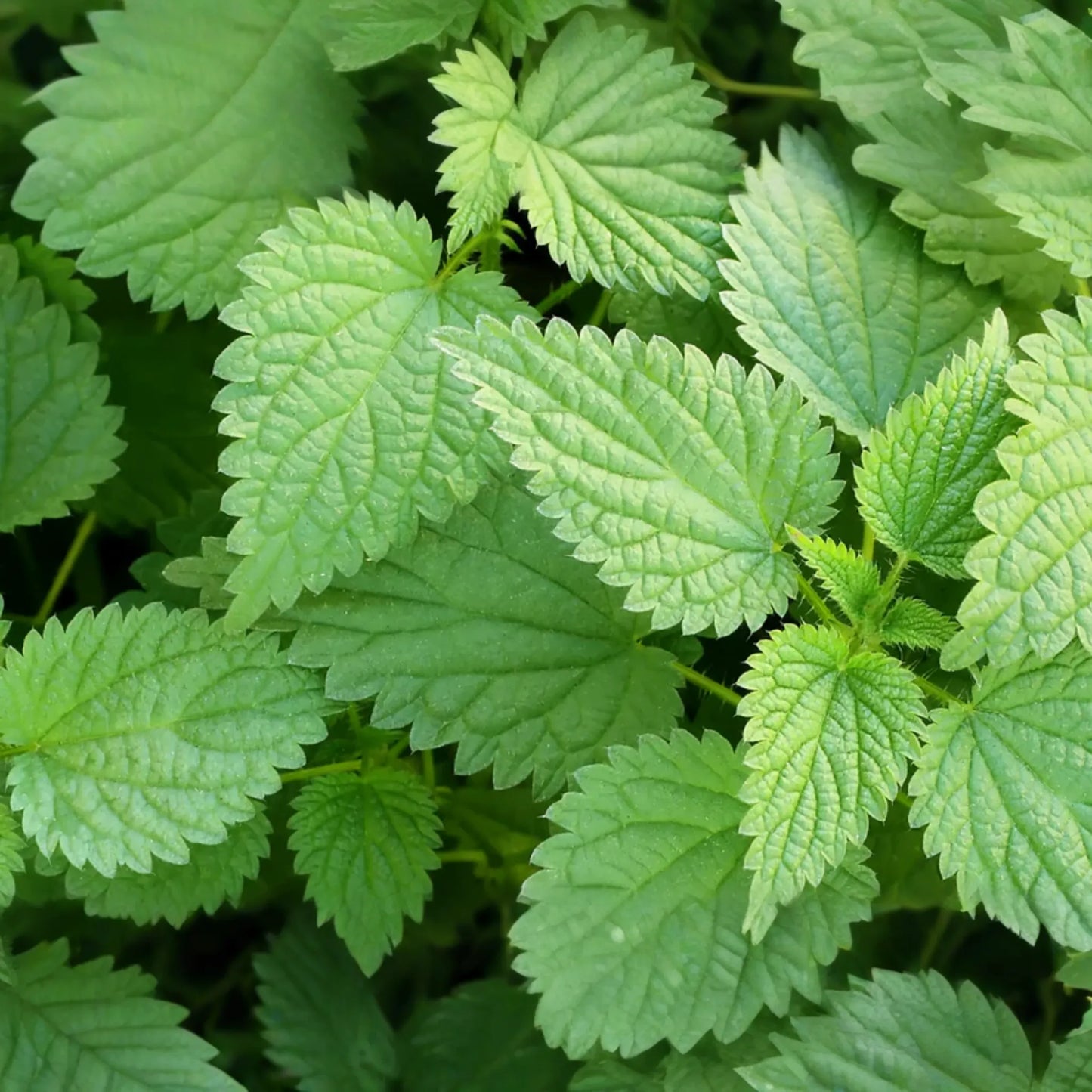 Stinging Nettle Seeds, 200 PCS, Urtica Dioica, Perennial Herb for Garden, Nutrient-Rich, Medicinal Use, Easy to Grow