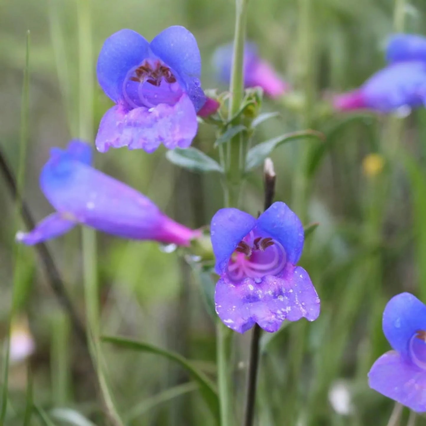 Penstemon Heterophyllus Seeds, 50 PCS, Blue Spring Flower, Perennial Garden Plant, Electric Blue Trumpet Flowers