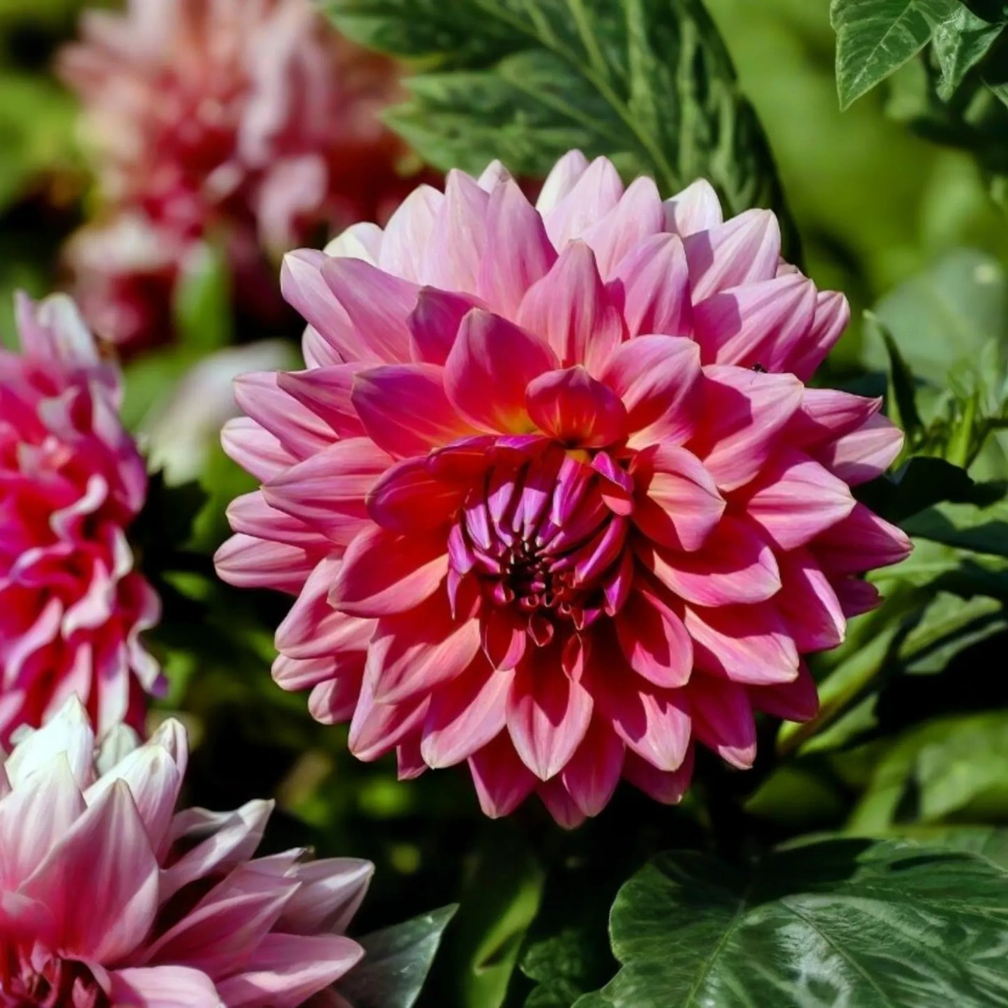 Dahlia Seeds, 8 Pack, Black Beauty, Dark Mahogany Red Flowers, Dahlia pinnata, Annual, Unique Color, Award-Winning Variety