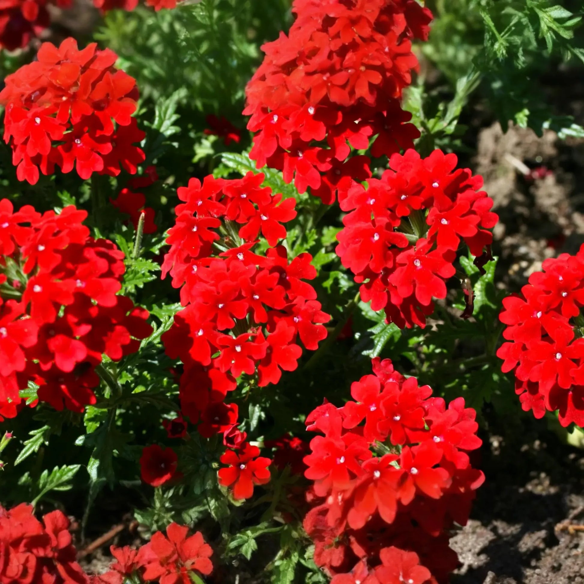 Red Verbena Seeds 100 PCS - Scarlet Flowering Ground Cover, Verbena Hybrids Nana Compacta, Annual Gardening, US Seller