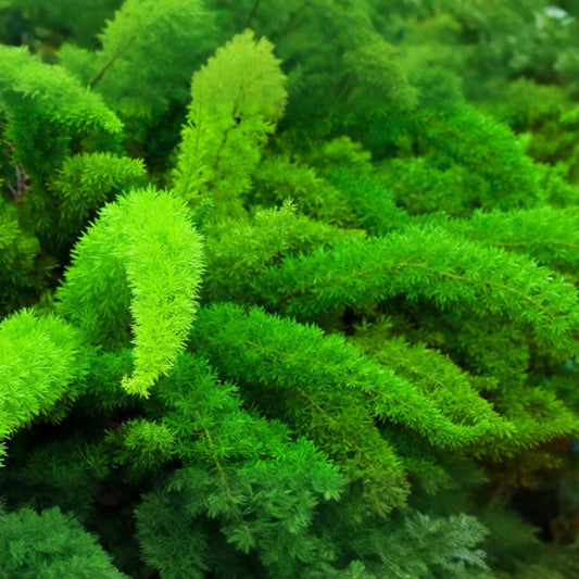 Asparagus Fern Seeds, 6 PCS, Sprengeri, Asparagus Densiflorus, Indoor/Outdoor Plant, Drought-Tolerant, Trailing Foliage
