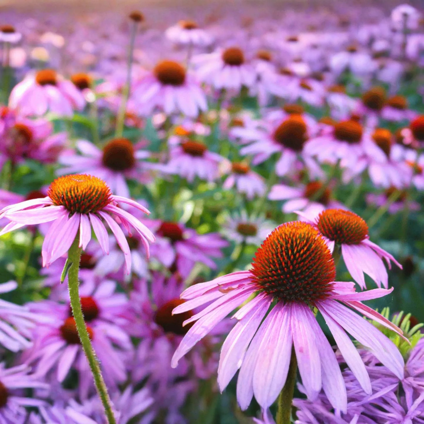 Echinacea Seeds, 200 PCS, Purple Coneflower (Echinacea Purpurea), Perennial Wildflower, Lavender Bloom, Deer Resistant