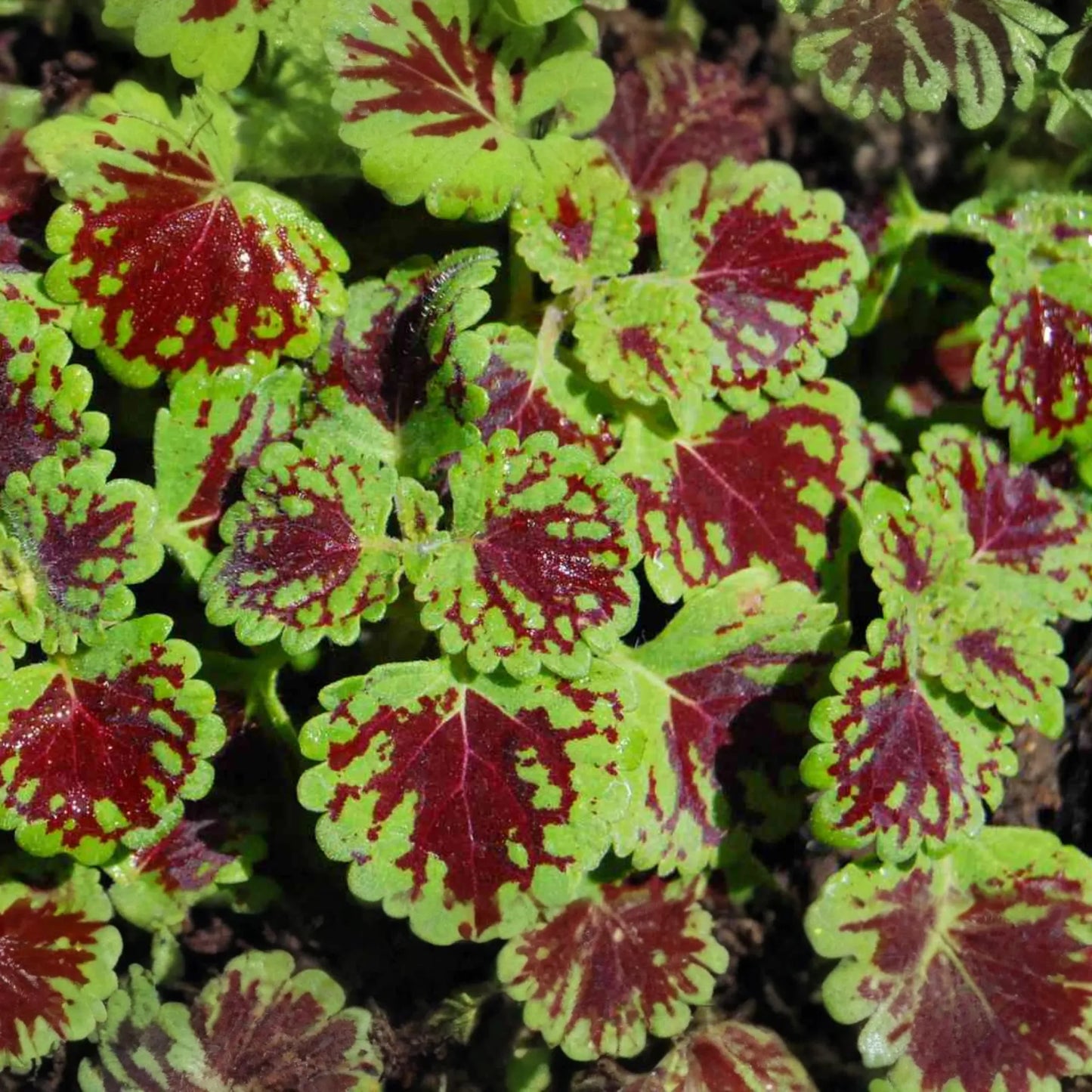 Coleus Seeds - 25 Count - Wizard Velvet Red - Coleus blumei - Dwarf, Full Sun, Heart-Shaped Leaves, Annual Plant