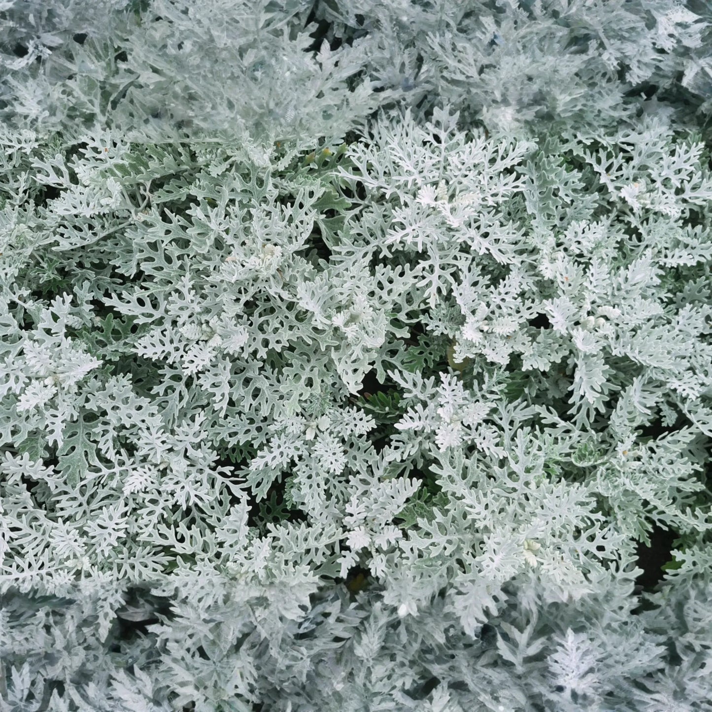 Cineraria Seeds, 600 PCS, Dusty Miller Silverdust, Cineraria Maritima, Silvery Gray Foliage, Annual Flower Seeds