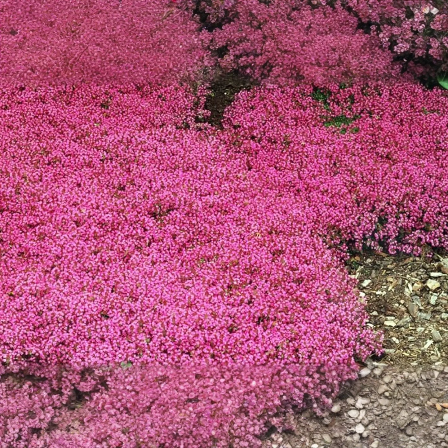 Creeping Thyme Seeds 100 PCS Magic Carpet Groundcover Perennial (Thymus serpyllum) Carmine-Pink Flowering Plant