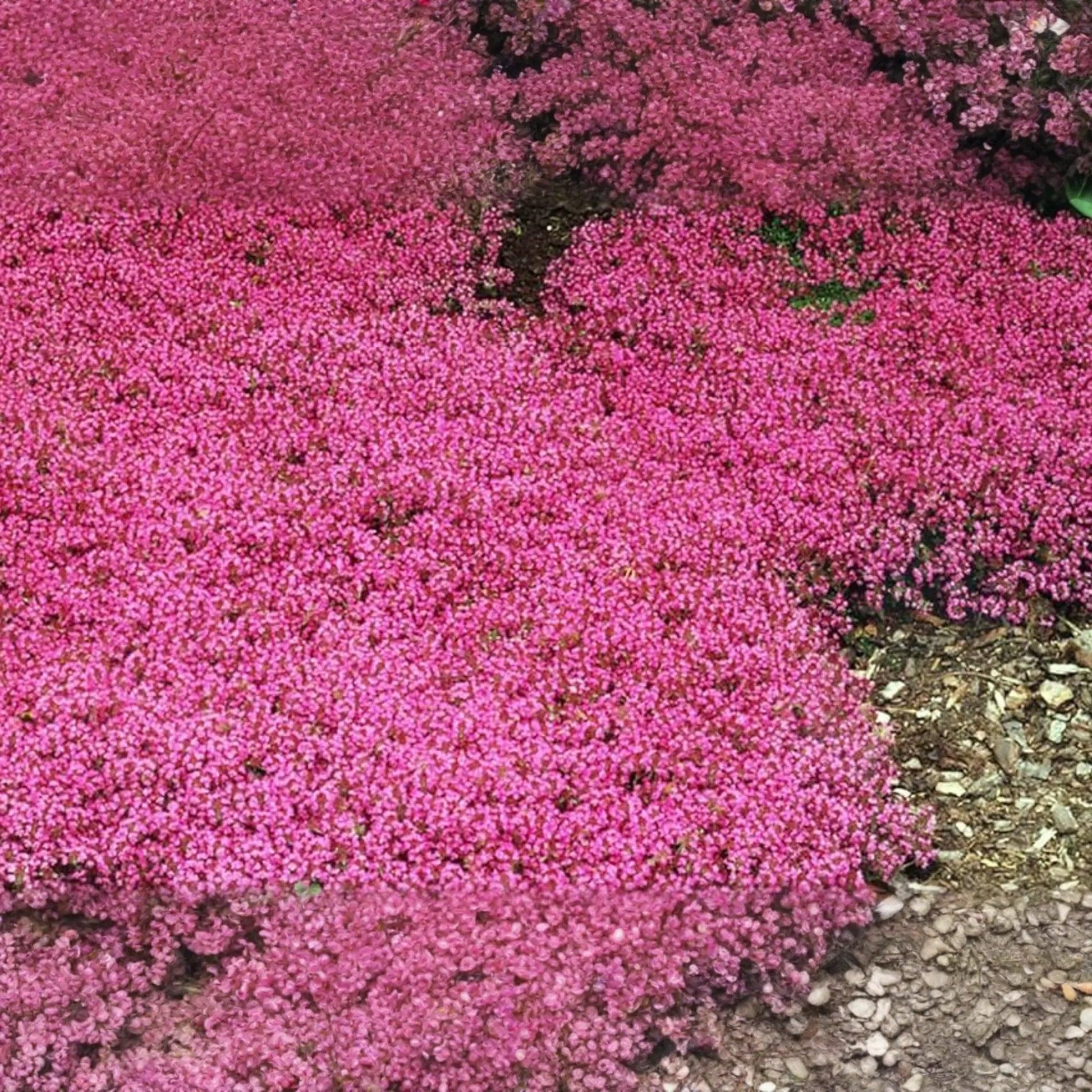 Creeping Thyme Seeds 100 PCS Magic Carpet Groundcover Perennial (Thymus serpyllum) Carmine-Pink Flowering Plant