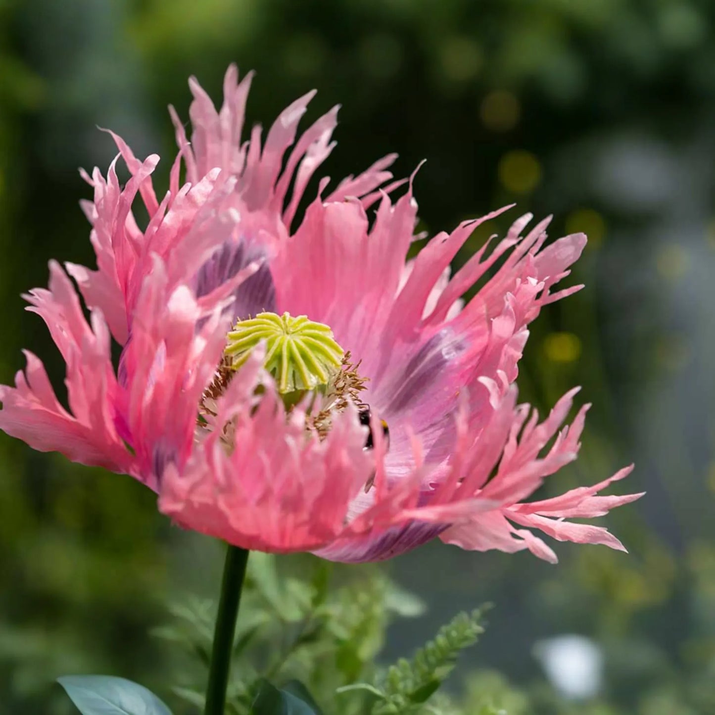 Poppy Seeds - Danish Flag - 500 Seeds - Papaver Somniferum - Red & White Perennial Ground Cover - Easy to Grow