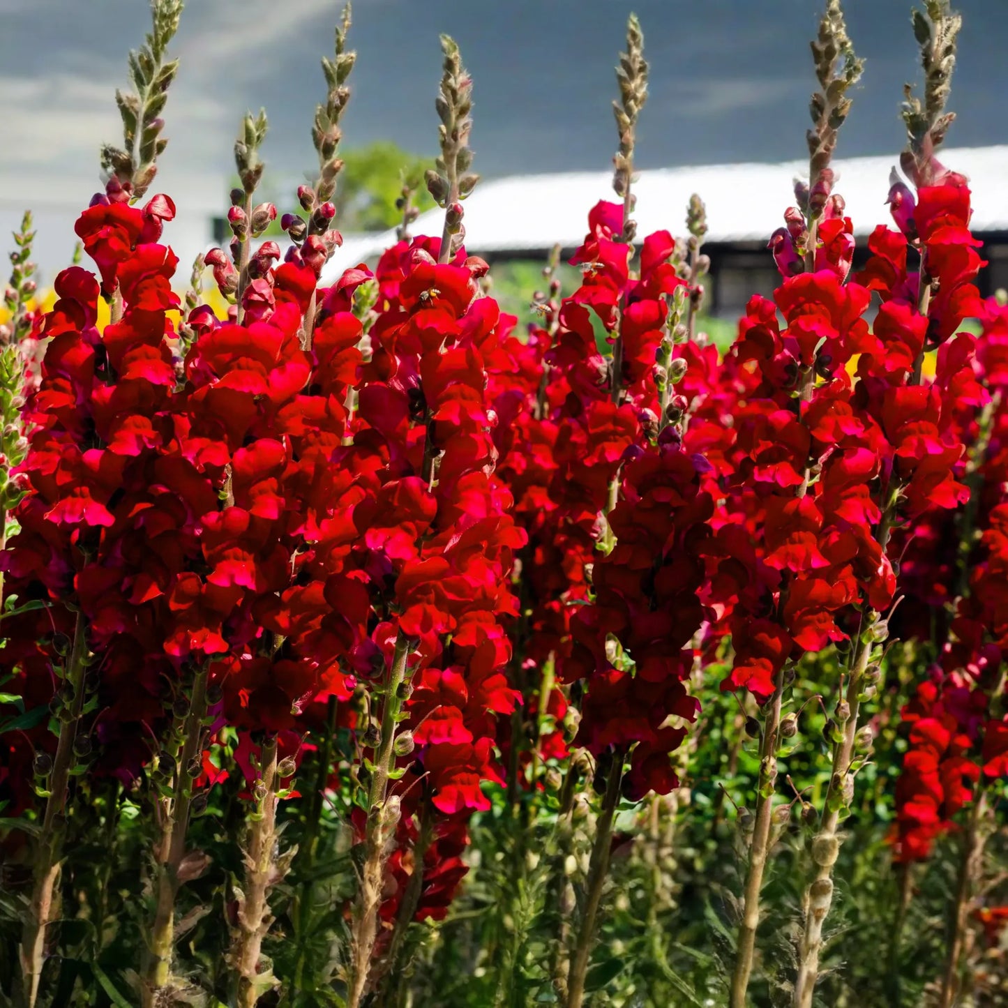 Red Snapdragon Seeds - 200 PCS Ruby Annual Flowers - Antirrhinum Majus Maximum Ruby, Ideal for Gardens & Cut Flowers