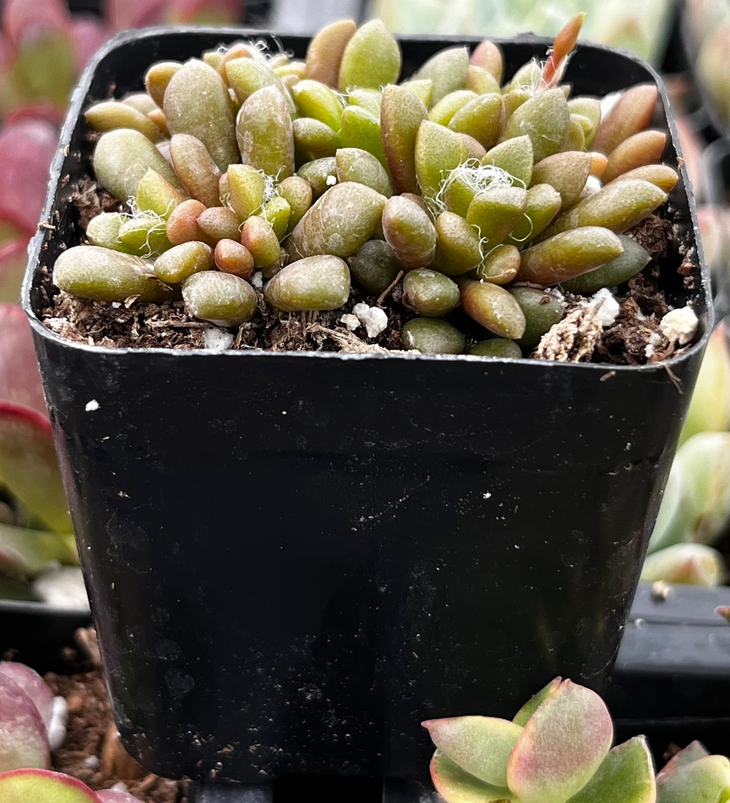 Anacampseros Vanthielii