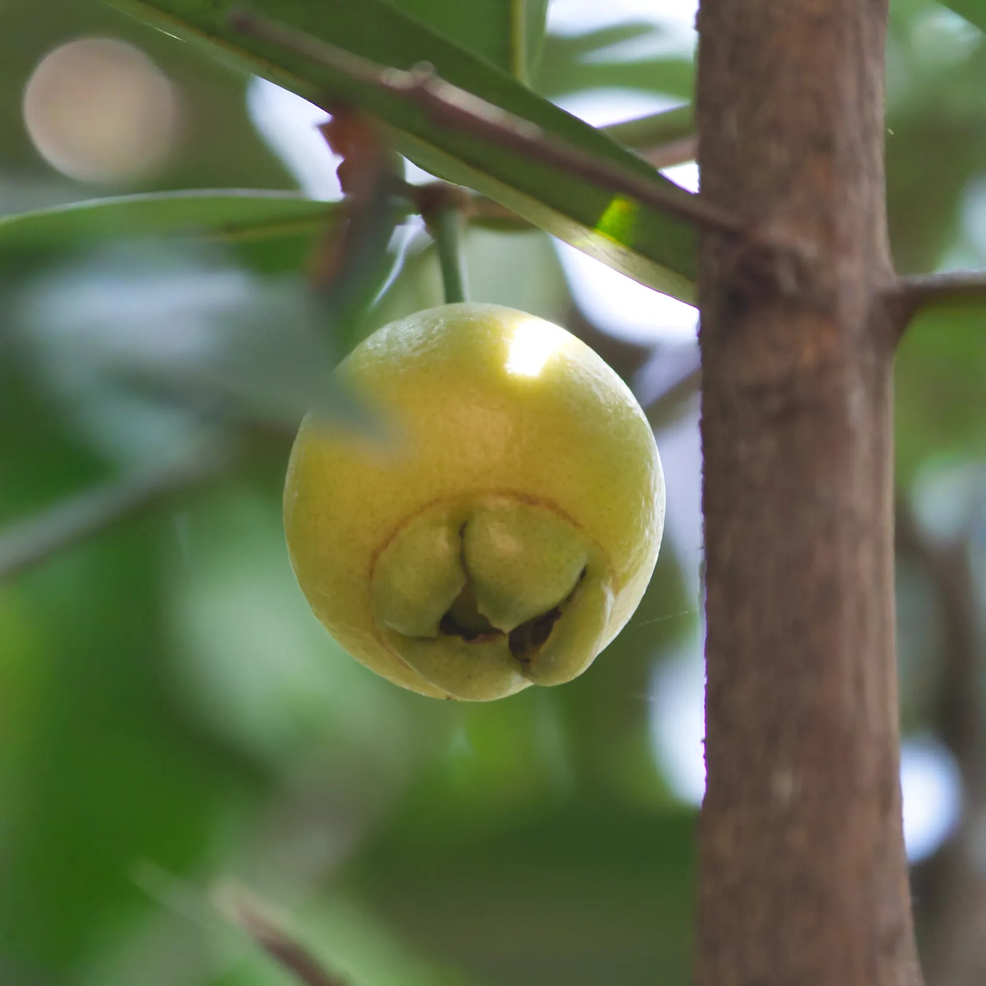 Rose Apple (Syzygium jambos)