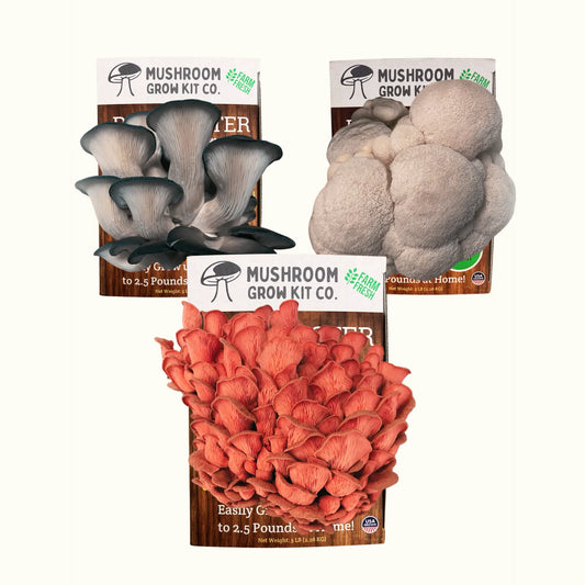 3 Pack - Premium Lion's Mane, Pink, and Blue Oyster Mushroom Growing Kit - 15 LBS