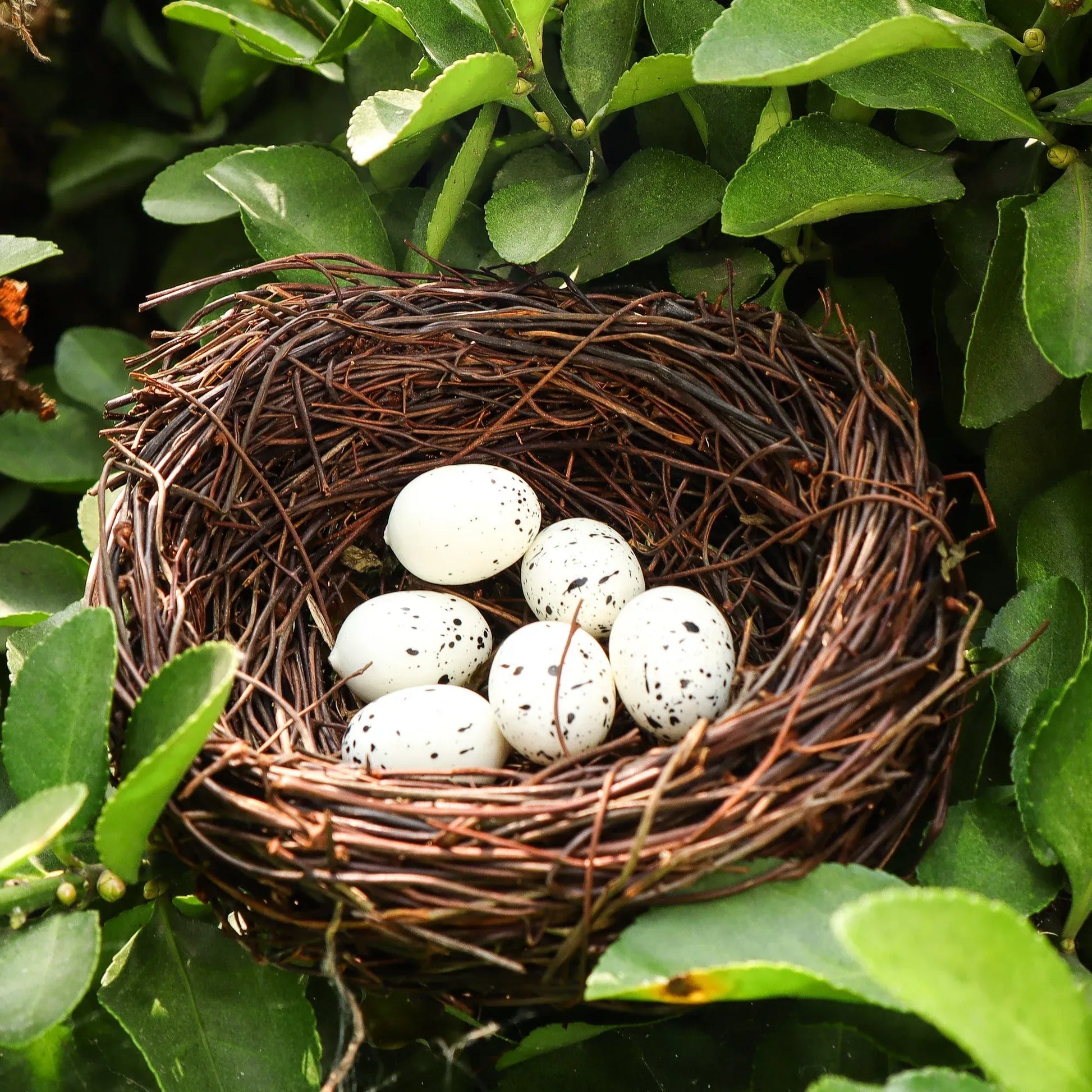 Nest
