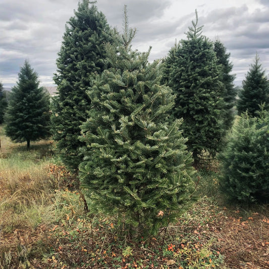 Real Christmas Trees Delivered 3 Foot Balsam Fir Tabletop Christmas Tree - 🆕 New Arrivals, All Products, Products from Christmas Trees In The Mail, 🏡 Home + Garden - Little Red General Store