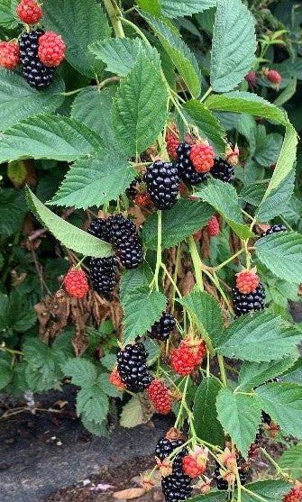 Blackberry, Low-thorn 'Prime-Ark® Horizon' (12-18 inch bare root plant)