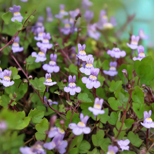 Kenilworth Ivy Seeds, 200 Seeds, Lilac Perennial Ground Cover, Cymbalaria Muralis, Shade Tolerant, Low Maintenance, Deer Resistant