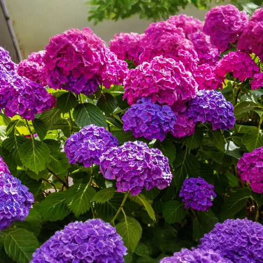 Hydrangea Cuttings 5 Unrooted Deep Purple/Blue Flowering Shrubs (Hydrangea spp.) for Propagation, Zones 5-9