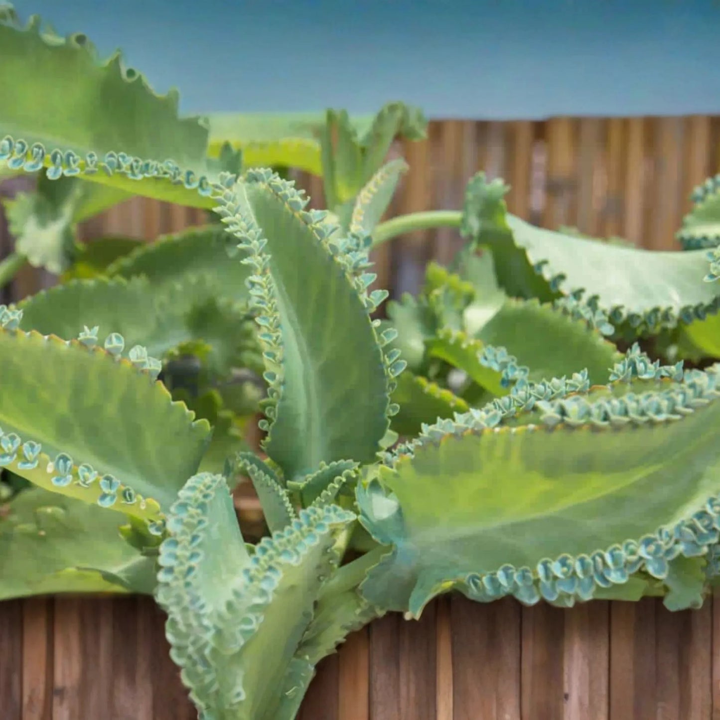 Kalanchoe Succulent - 3 Live Starter Plants - Mother of Thousands - Kalanchoe daigremontiana - Drought-Resistant, Indoor/Outdoor