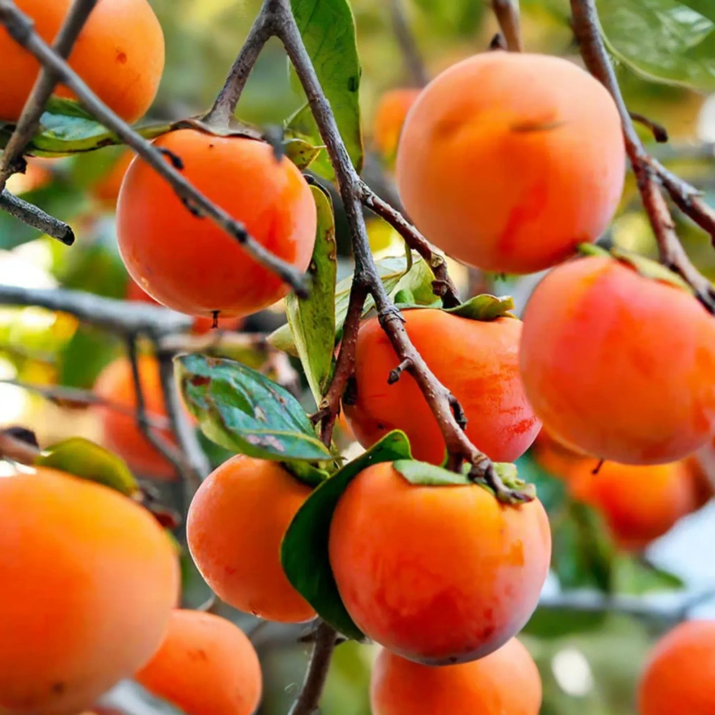 Japanese Persimmon Cuttings - 6 Unrooted Fuyugaki - Sweet, Non-Astringent, Self-Pollinating (D. Kaki) - USDA Zones 5-10