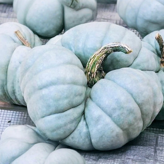 Heirloom Jarrahdale Pumpkin Seeds - 10 Seeds, Winter Squash, Blue-Green Skin, Cucurbita maxima, US Harvested