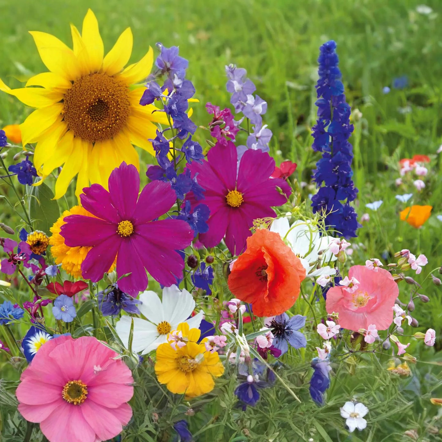 California Poppy Seeds 525mg Mission Bells Mix (Eschscholzia californica) - Fancy Colorful Flower Seeds for Gardening