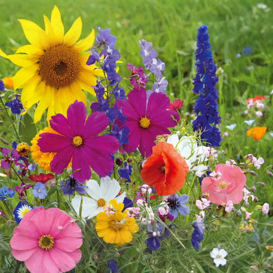 California Poppy Seeds 525mg Mission Bells Mix (Eschscholzia californica) - Fancy Colorful Flower Seeds for Gardening