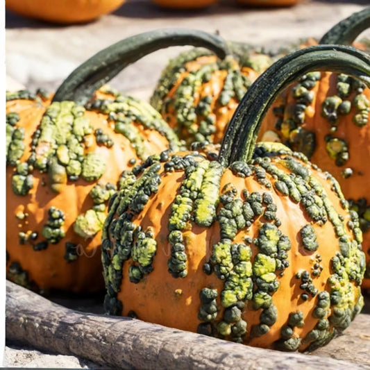 Goosebumps Pumpkin Seeds - 20 Seeds - F1 Hybrid - Bright Orange Warted - Cucurbita pepo - Giant Fall & Winter Vegetable