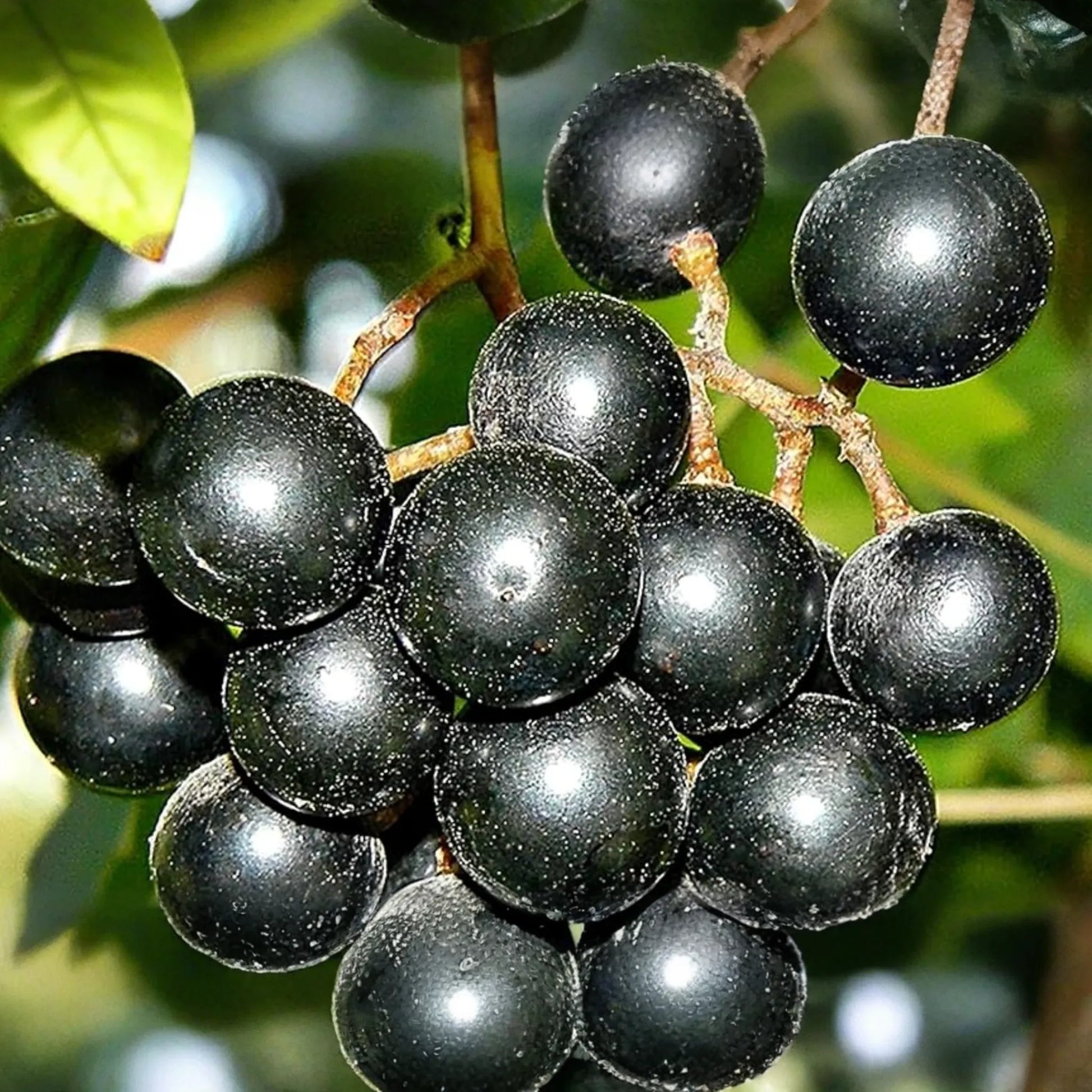 20 Seeds Carlos Bronze Muscadine Grape Vitis rotundifolia E165.5 Home Gardening Seeds for Zones 7-10, Easy to Grow
