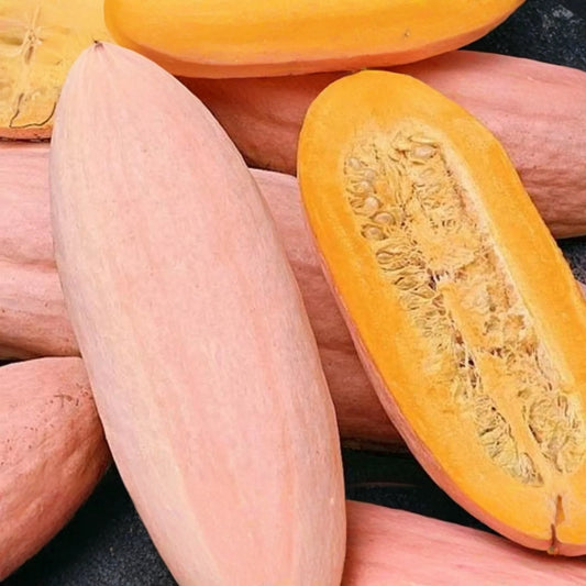 Pink Banana Squash Seeds E168 - 20 Seeds, Giant Fall & Winter Vegetable, Cucurbita maxima
