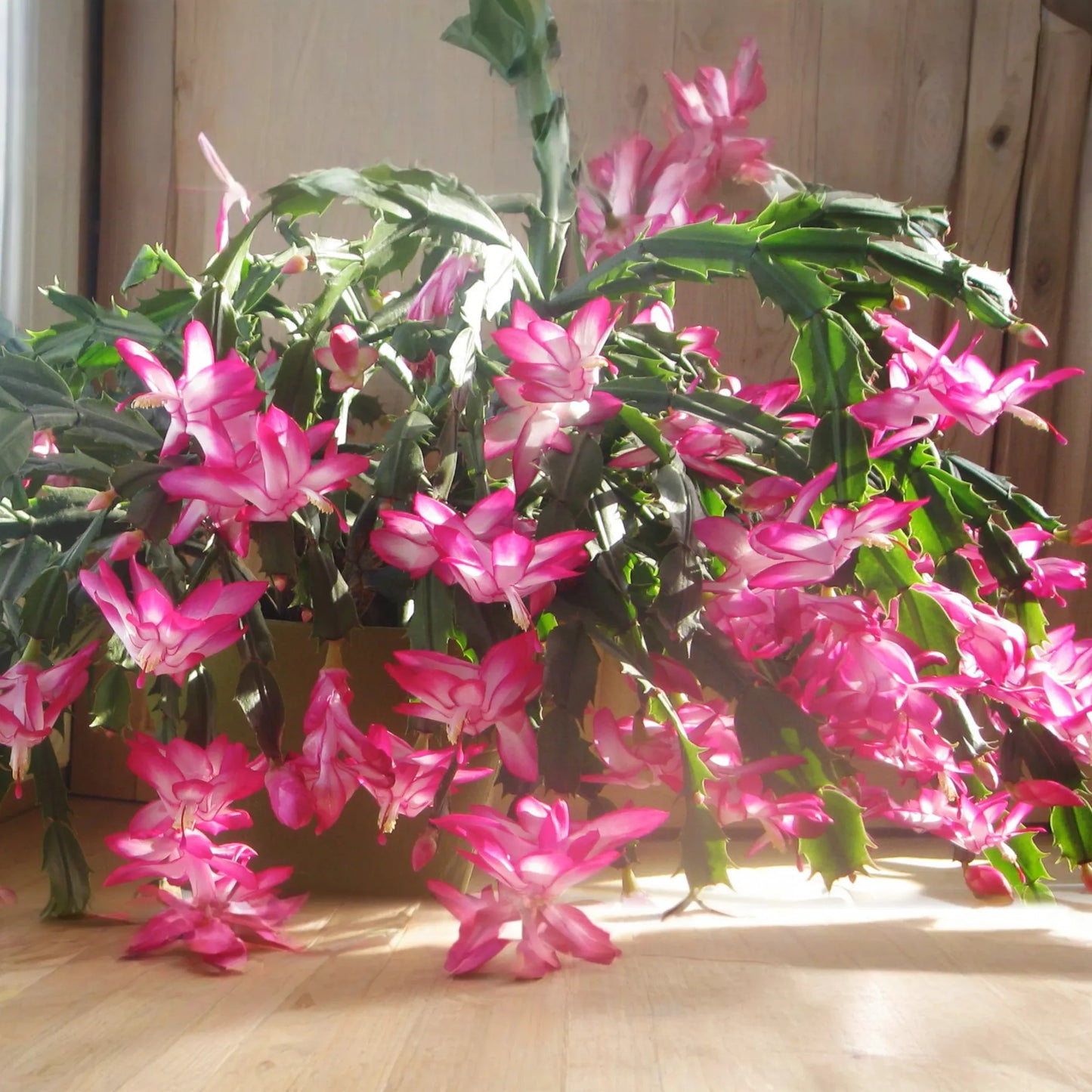 Christmas Cactus Stem Cuttings - 3 Colors - Easy to Root - Thanksgiving Cactus (Schlumbergera)
