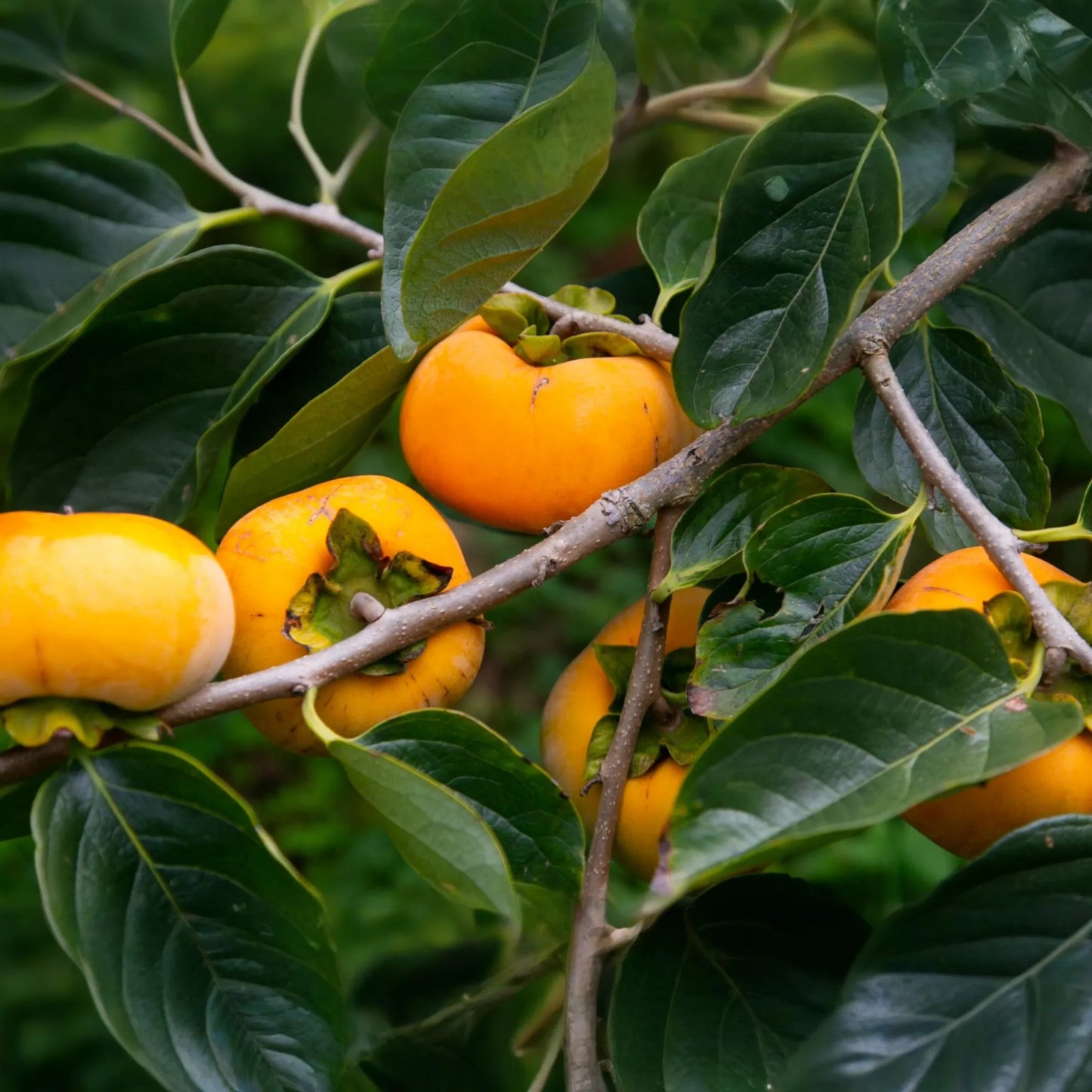 Japanese Persimmon Cuttings (Unrooted) - Fuyugaki Variety - Diospyros kaki - Sweet, Non-Astringent, USDA Zones 5-10