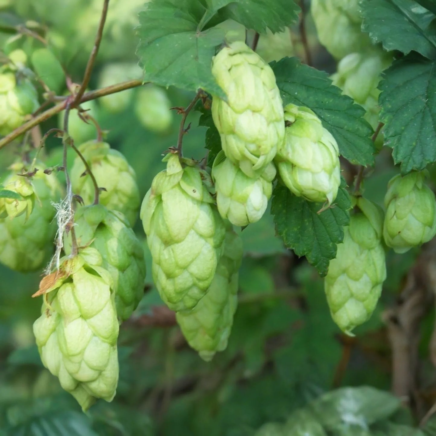 Common Hops Seeds - 40 Seeds - Humulus Lupulus - Brewing Vine for Beer - Fast Shipping, US Seller