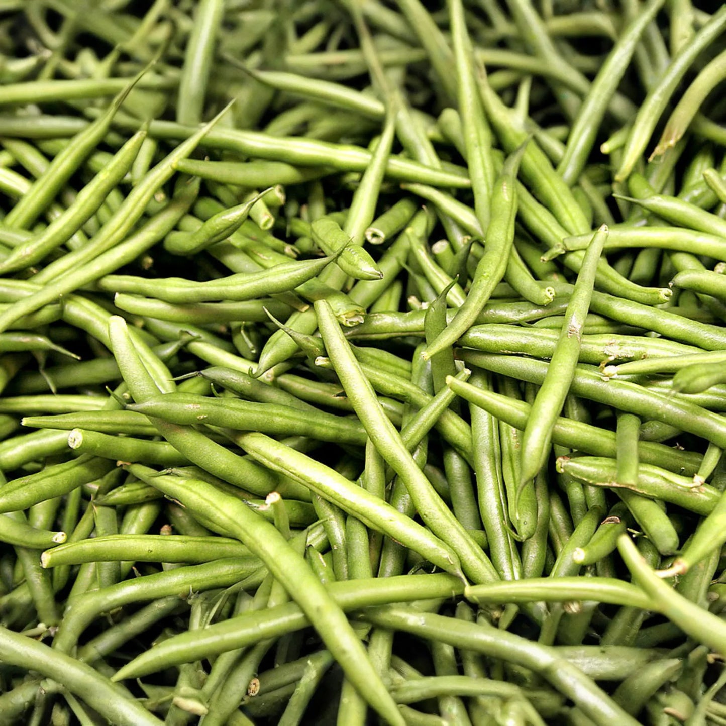 Asparagus Bean Seeds - 20 Seeds - Yard Long Red-Seeded Strain - Vigna unguiculata subsp. sesquipedalis
