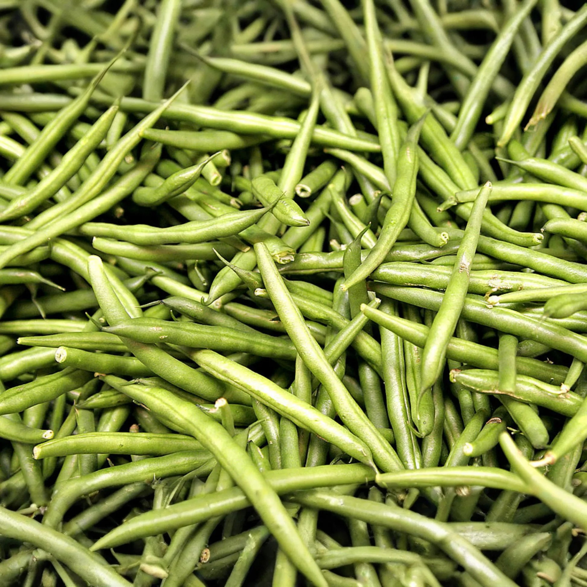 Asparagus Bean Seeds - 20 Seeds - Yard Long Red-Seeded Strain - Vigna unguiculata subsp. sesquipedalis