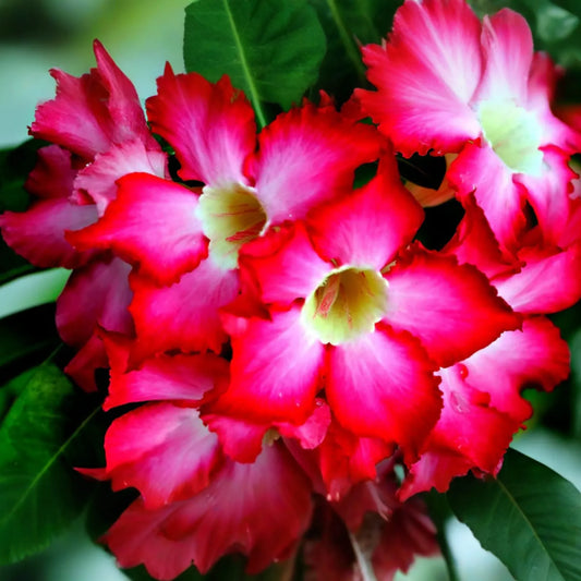 10 PC Desert Rose Seeds, Mixed Colors, Rare Flowering Plant Seeds, Adenium obesum, Indoor Bonsai Gardening Supplies