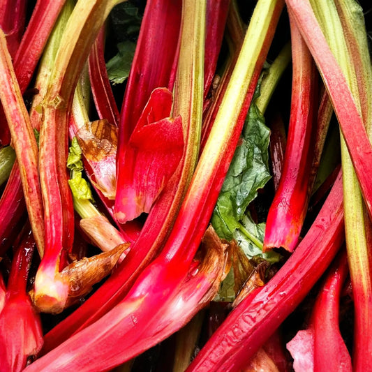 Redventure Celery Seeds - 150 Seeds - Open-Pollinated Vegetable - Apium graveolens - Home Gardening, Flavorful, Unique Color