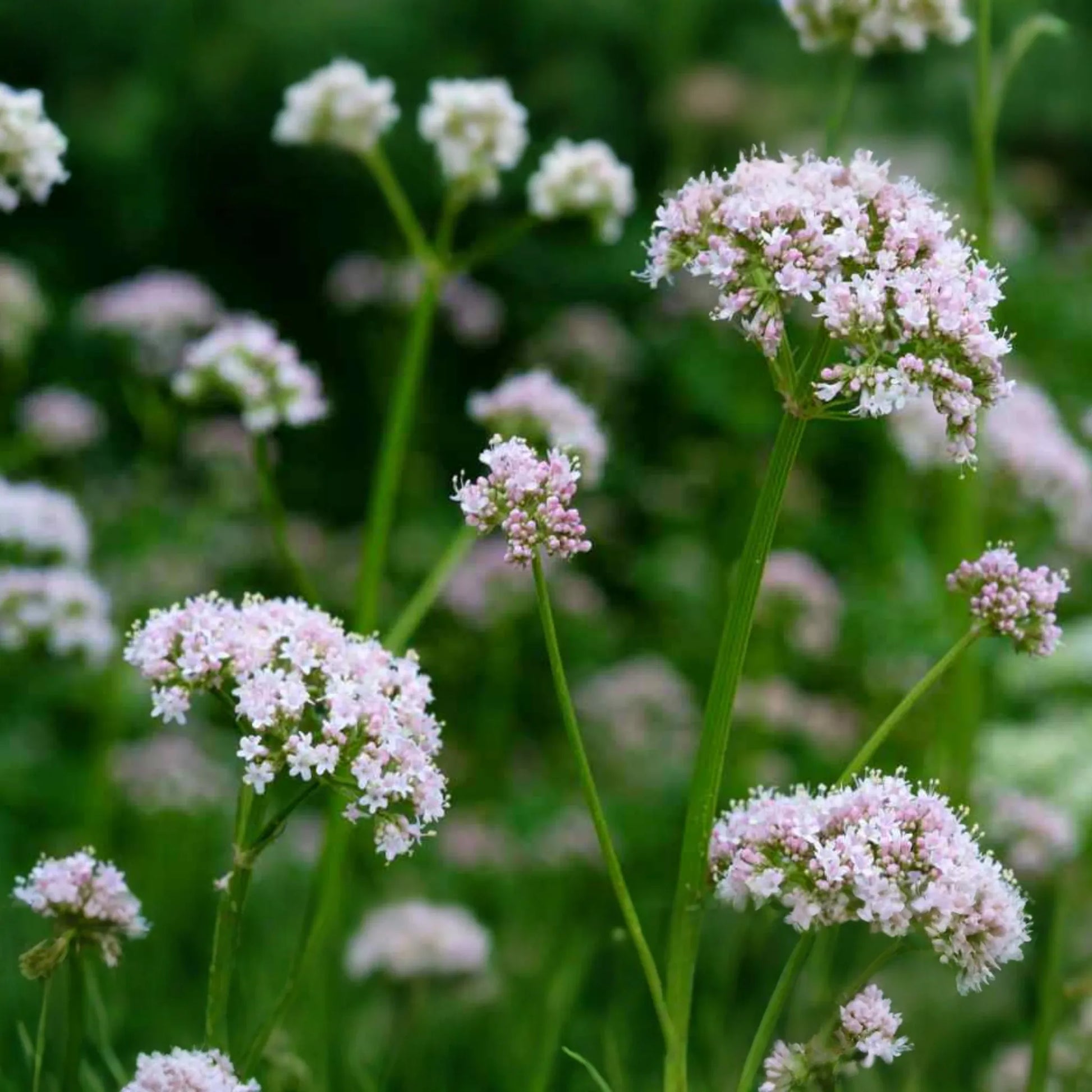 Society Garlic Seeds - 15 PCS, Heirloom Tulbaghia Violacea, Purple Perennial Herb for Kitchen and Garden, USDA Zones 7-11