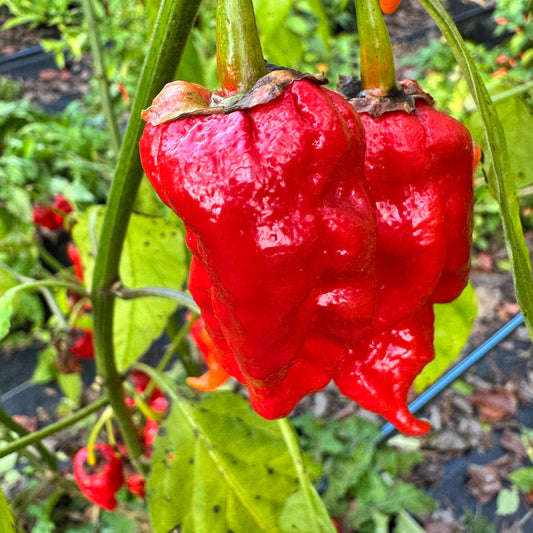 Frankenstein BBG7 Red - Seeds
