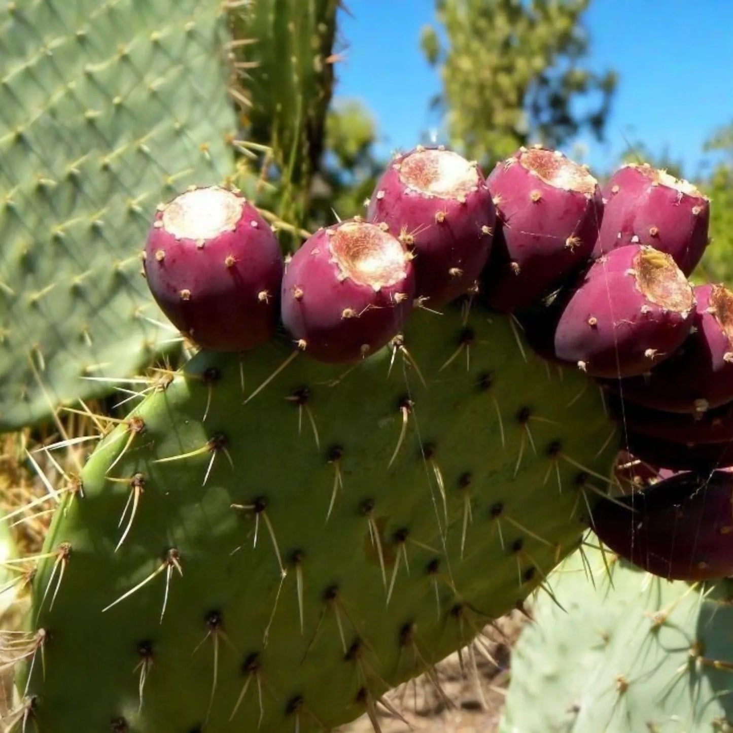 Sweet Red Prickly Pear Cactus Seeds, 40 PCS, Opuntia humifusa, Indian Fig, Cold Hardy, Edible Fruit, Perennial