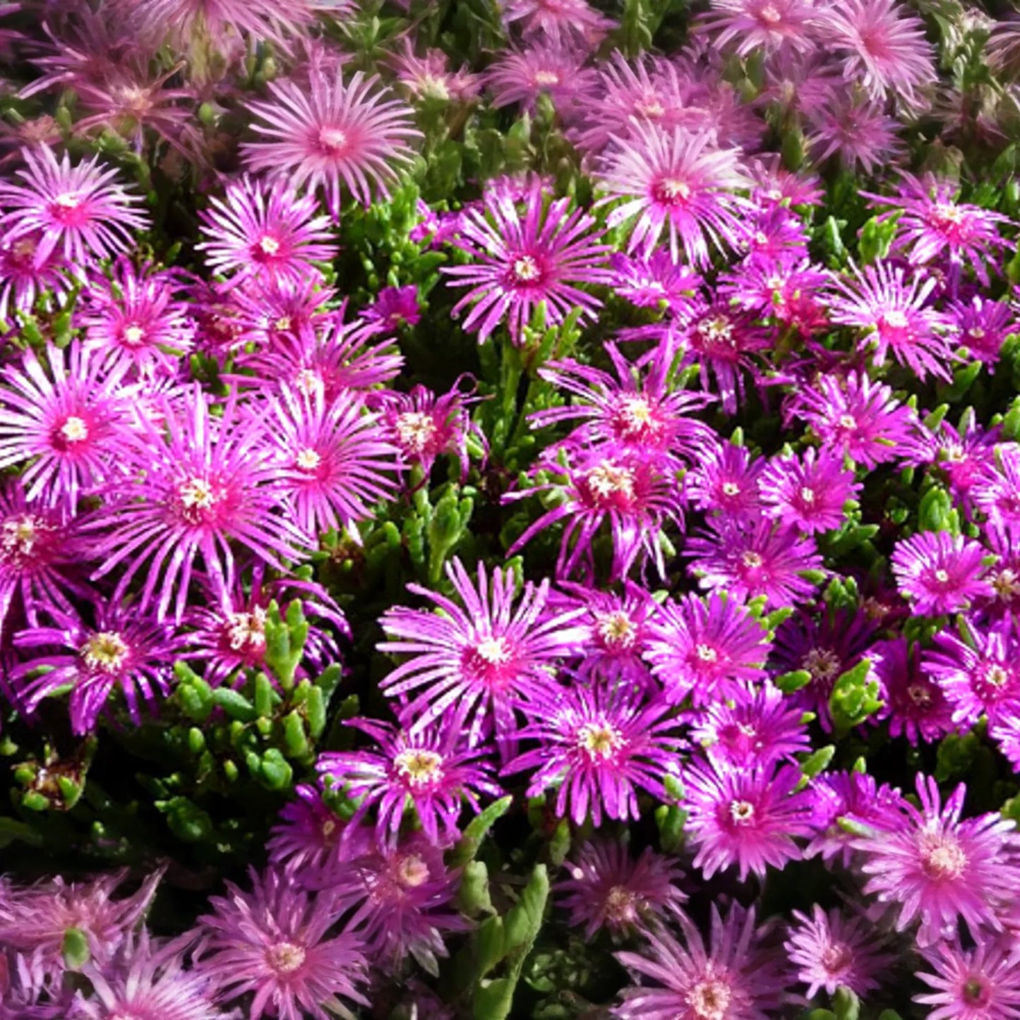Ice Plant Seeds 50 Count - Pink Fuchsia Ground Cover (Delosperma cooperi 'Table Mountain') - Drought-Tolerant Perennial
