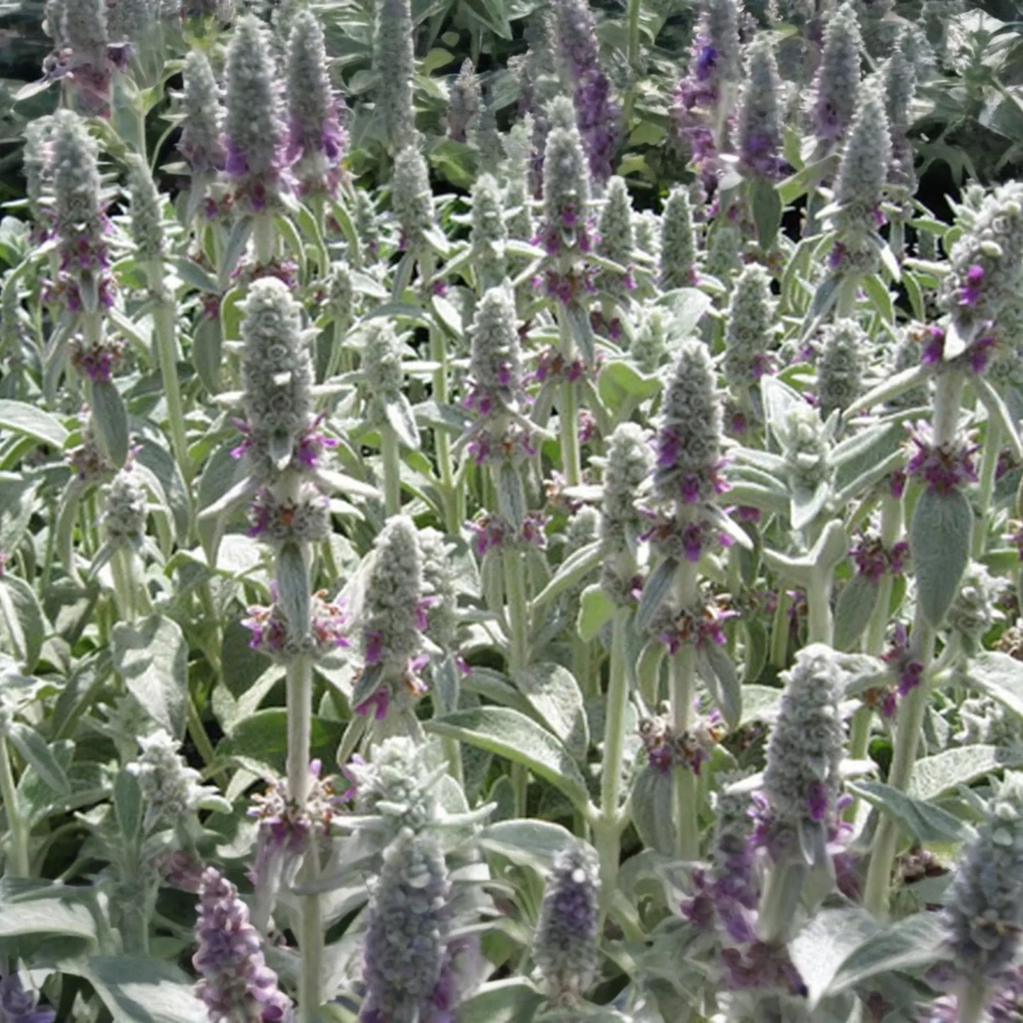 100 Seeds Lamb's Ear (Stachys byzantina lanata) - Silvery Ground Cover Plant, Drought Tolerant, Lilac Blooms, Perennial