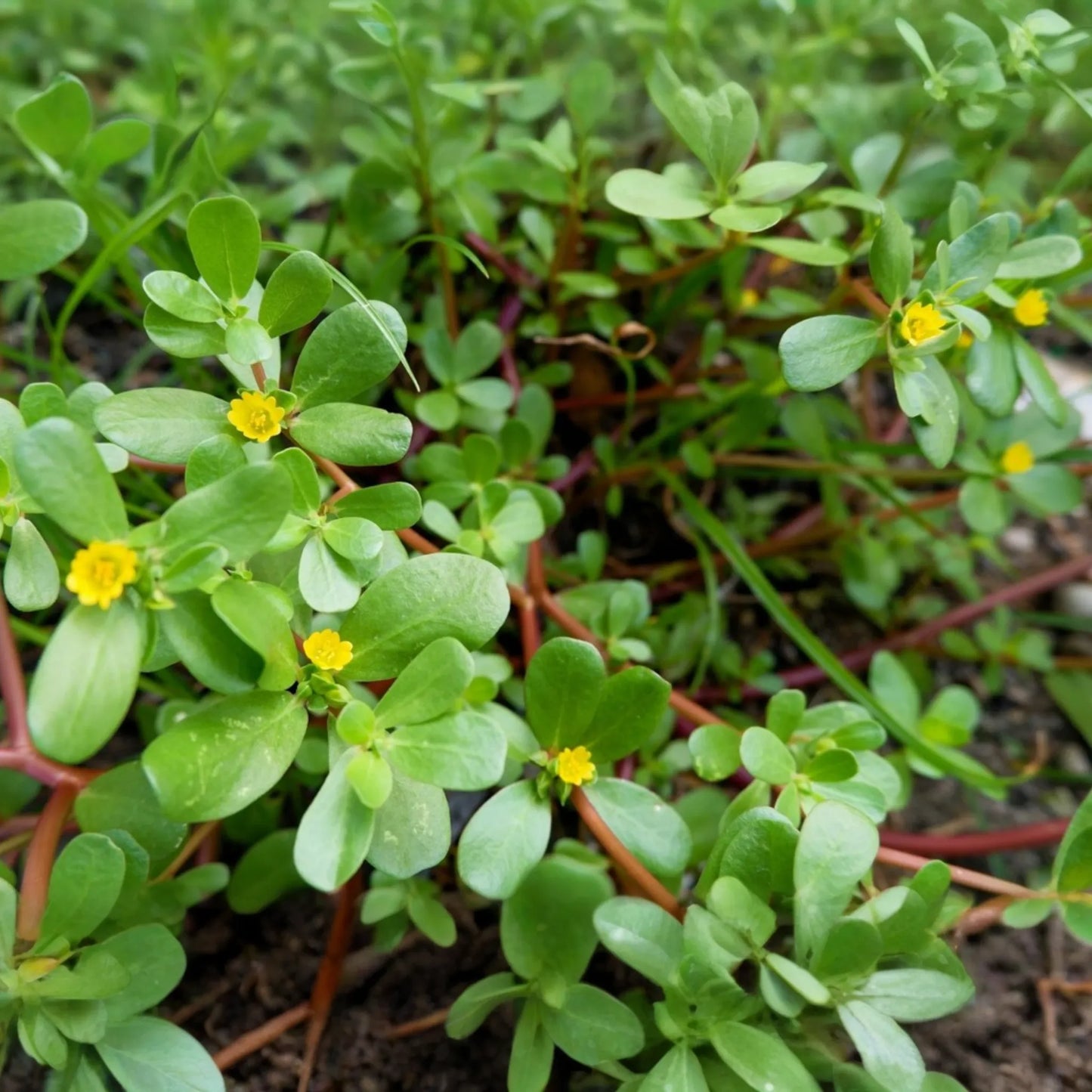 Golden Purslane Seeds - 250 PCS - Portulaca oleracea - Nutritious Annual Herb for Salads and Cooking - Easy to Grow