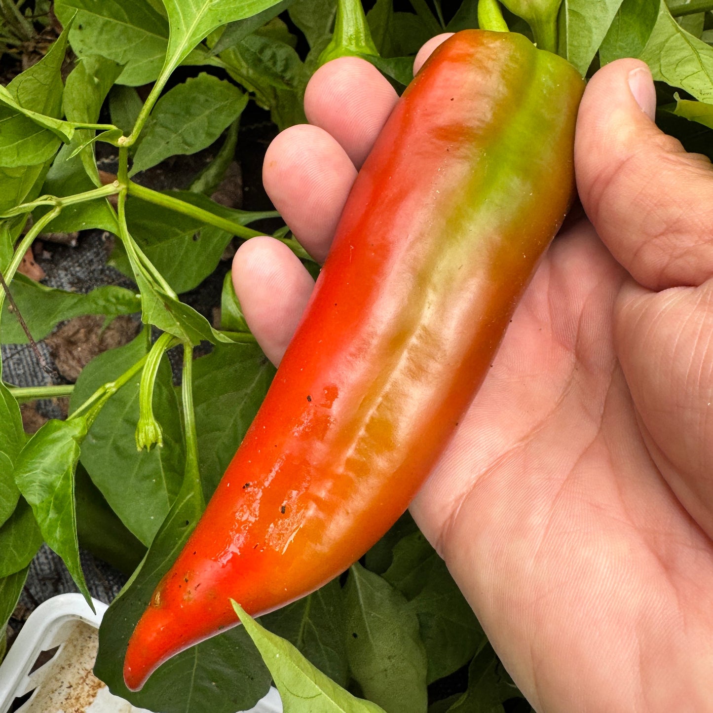 Hatch Red Medium - Joe E. Parker Chile  - Seeds