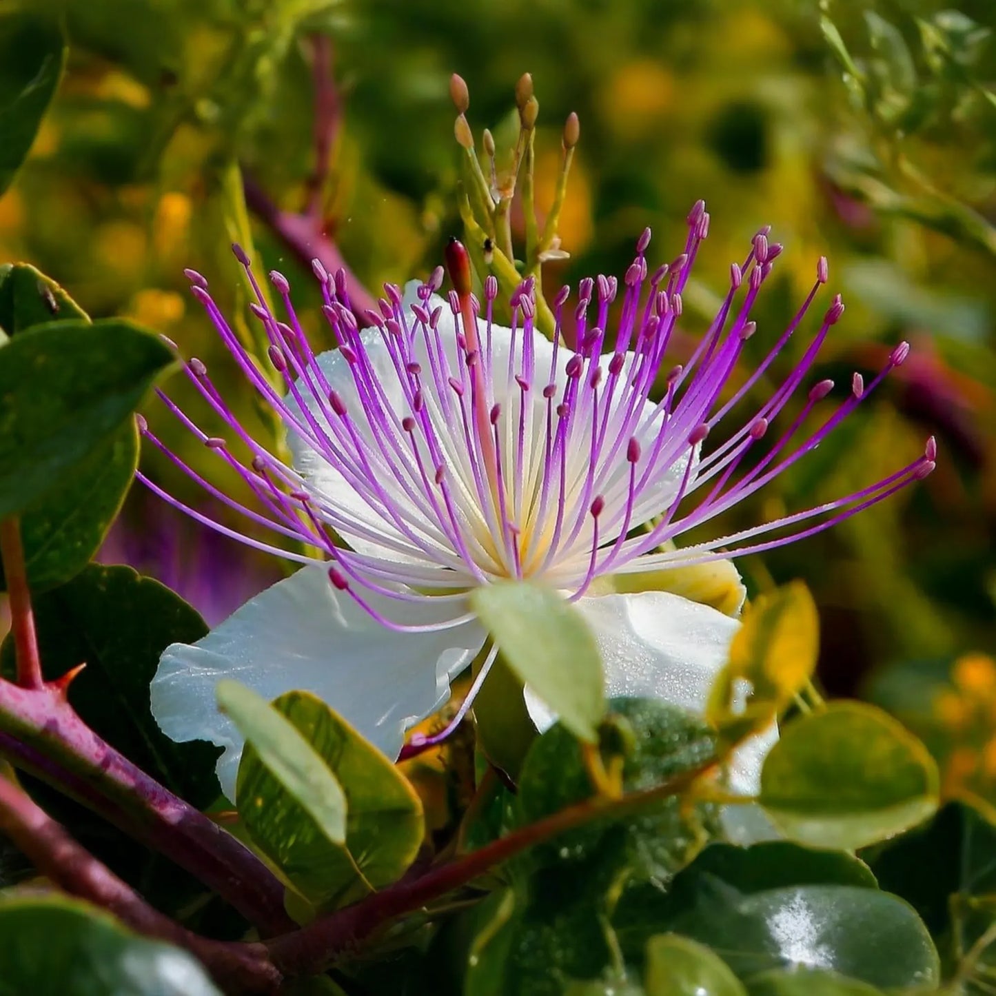 Caper Bush Seeds 20 PCS - Capparis Spinosa - Perennial Flowering Plant for Edible Berries and Condiments