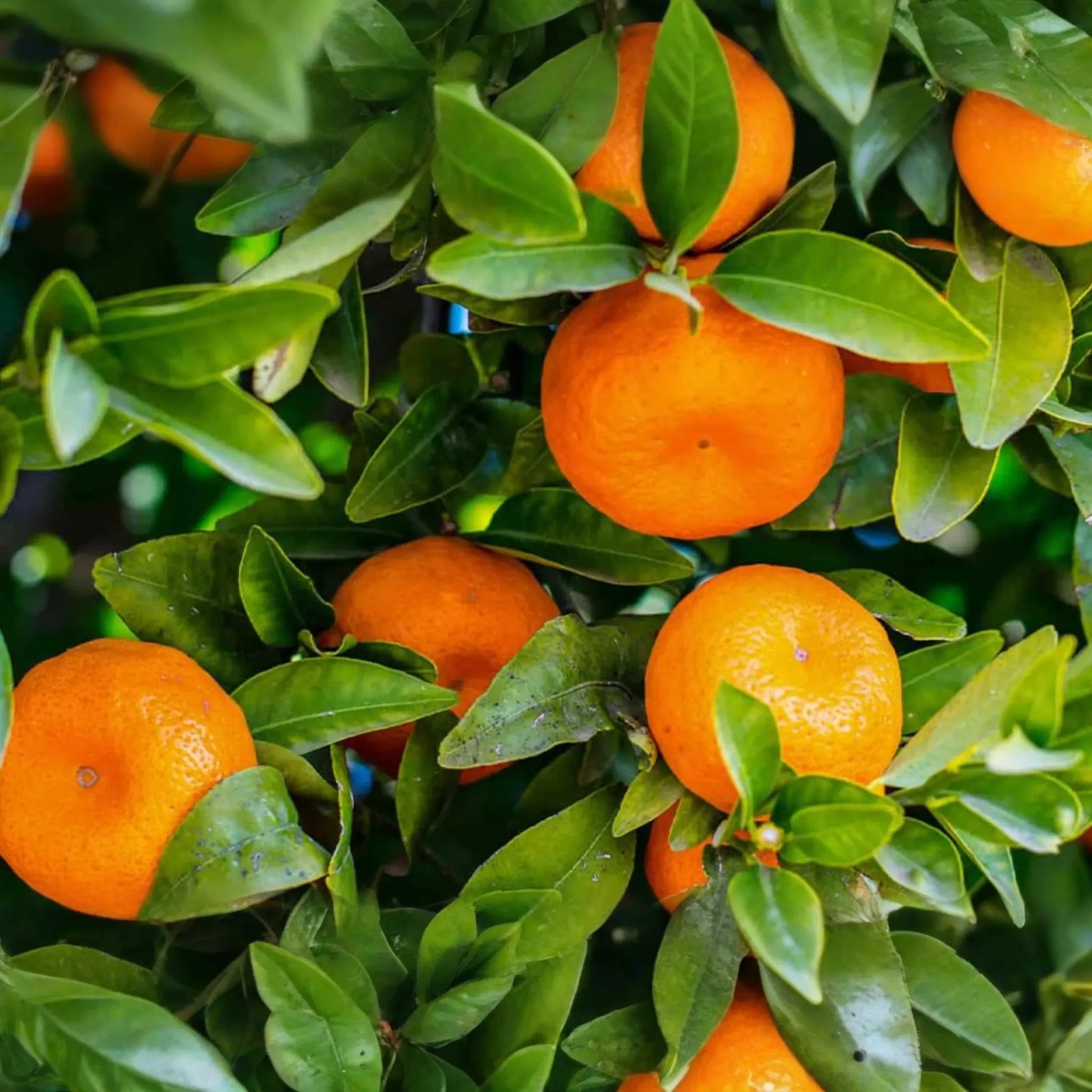 Citrus Orange Seeds - 20 PCS Sweet Fruit Seeds (Citrus sinensis) for DIY Home Gardening, Perennial Outdoor Use