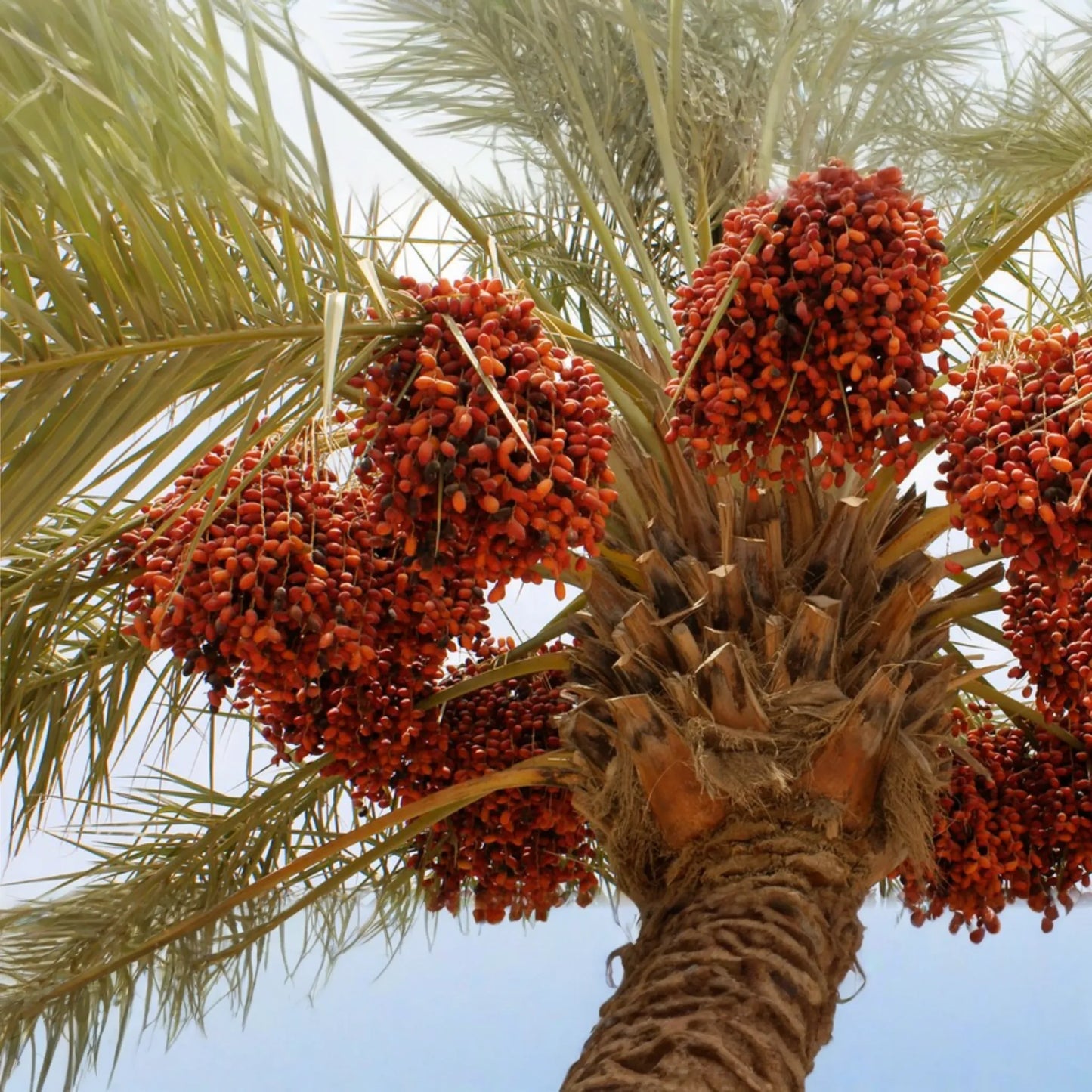 Date Palm Seeds - 10 Organic Seeds - Phoenix Dactylifera - DIY Home Gardening - US Seller for Outdoor Temperate Gardens