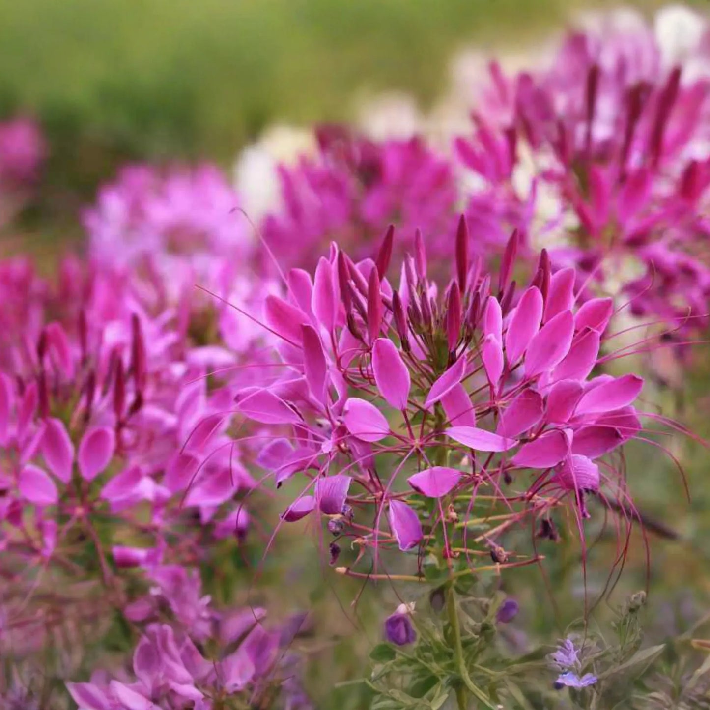 Cleome Seeds - 50 Count - Queen Mix - Pink, Purple, Rose, White - Cleome hassleriana - Annual Garden Flowers