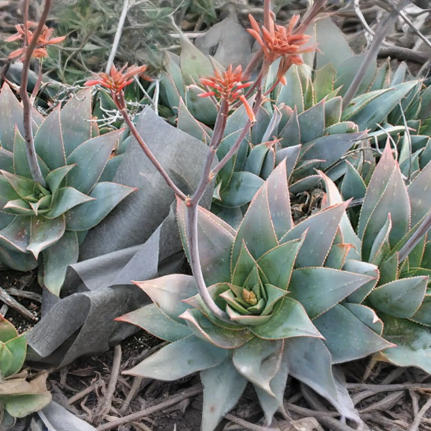 Aloe Striata Seeds - 15 Pack - Unique Succulent Plant Seeds - Home Gardening - Aloe Striata